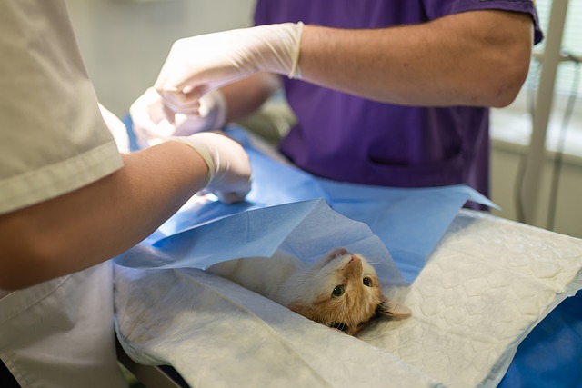How Much Does A Vet Assistant Make In The United States In 2022